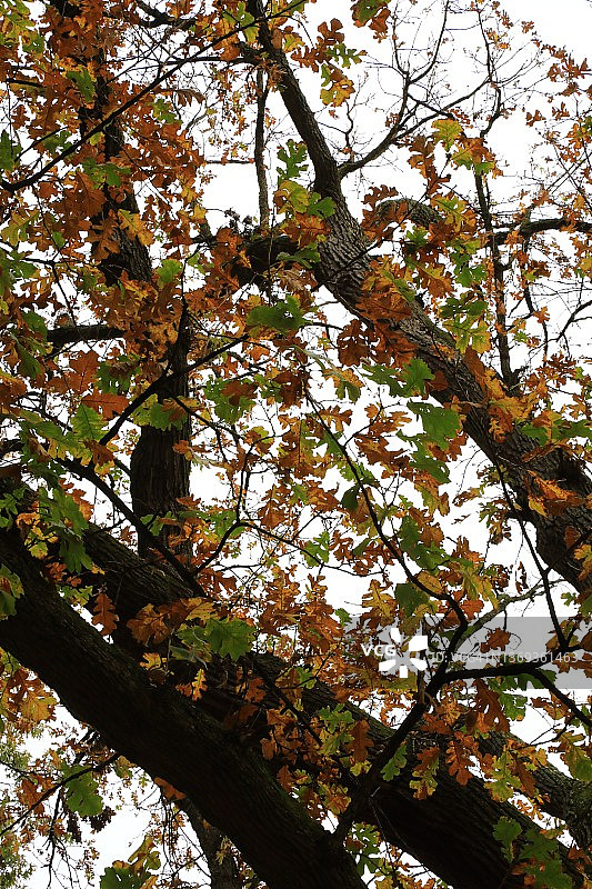 大果栎树图片素材