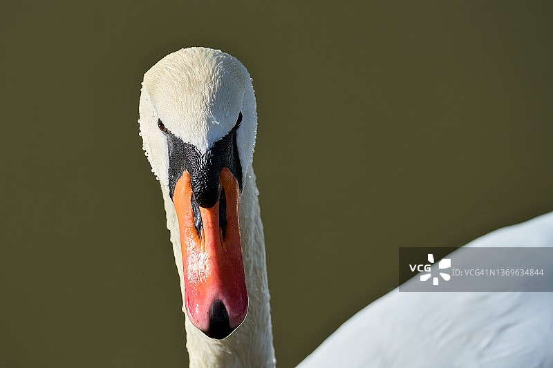 一只疣鼻天鹅正望向镜头的正面镜头图片素材
