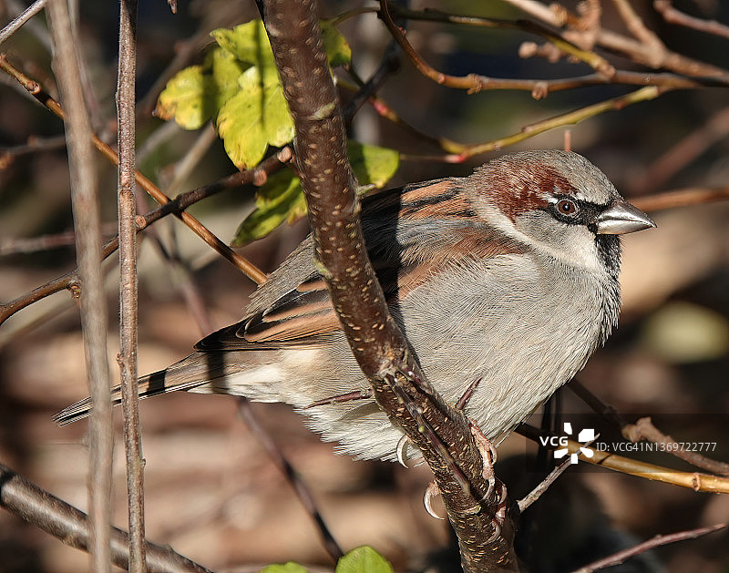 这是一个阳光明媚的日子，一只雄性家雀栖息在灌木丛的树枝上。图片素材