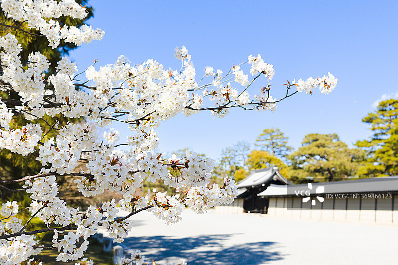 樱花在京都京都京都公园盛开图片素材