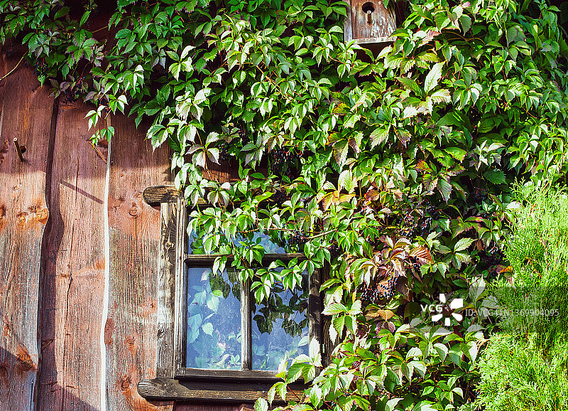 废弃房屋的旧木窗几乎被爬满了常春藤。带有蔓生植物的乡村窗户图片素材