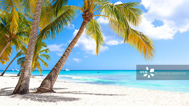 热带白色沙滩，有棕榈树和大海图片素材