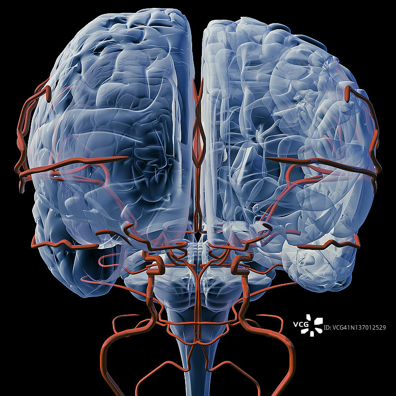 脑部血管x光(正面)图片素材