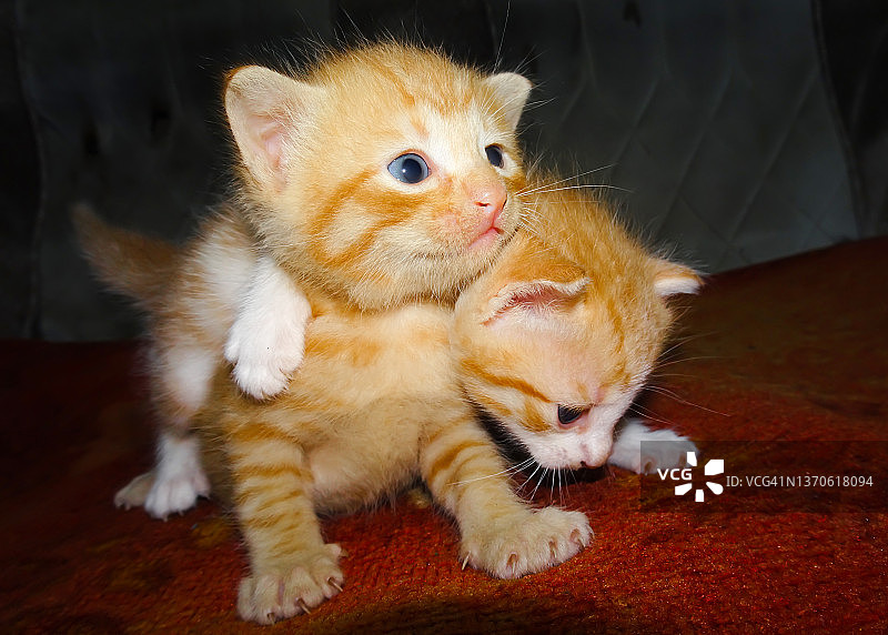 两个姜小猫。姜小猫拥抱图片素材