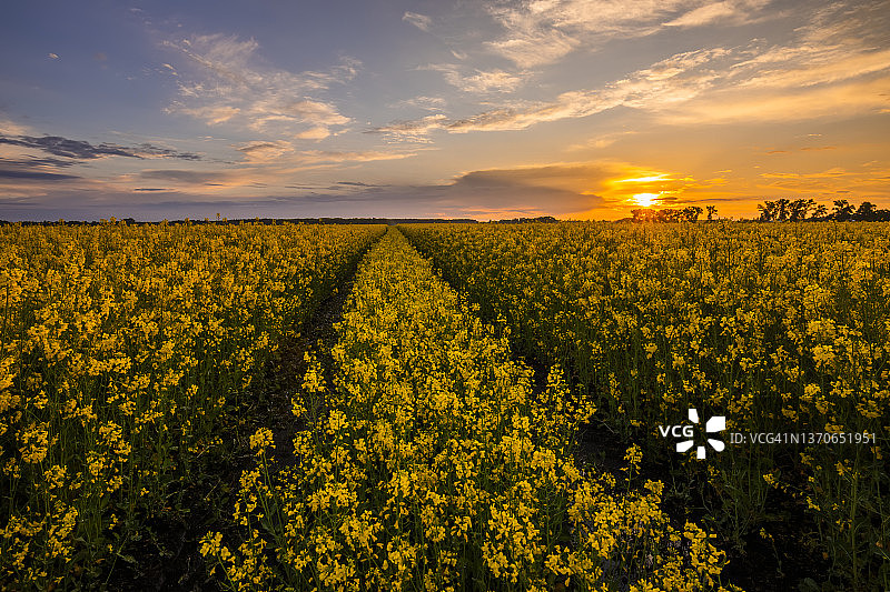 油菜籽田里美丽的日落。风景如画的乡村风景图片素材