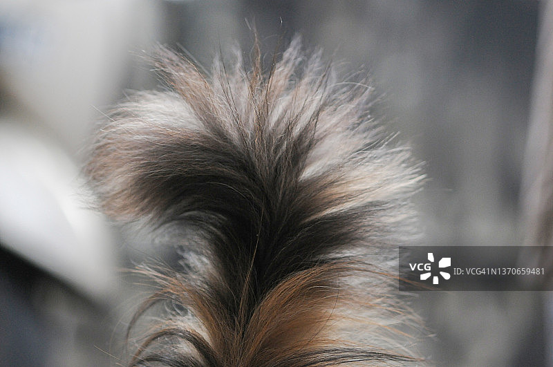 毛茸茸的猫尾巴图片素材