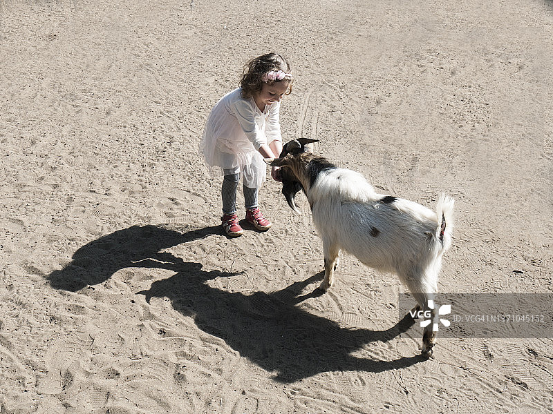 微笑的女孩抚摸山羊，意大利图片素材
