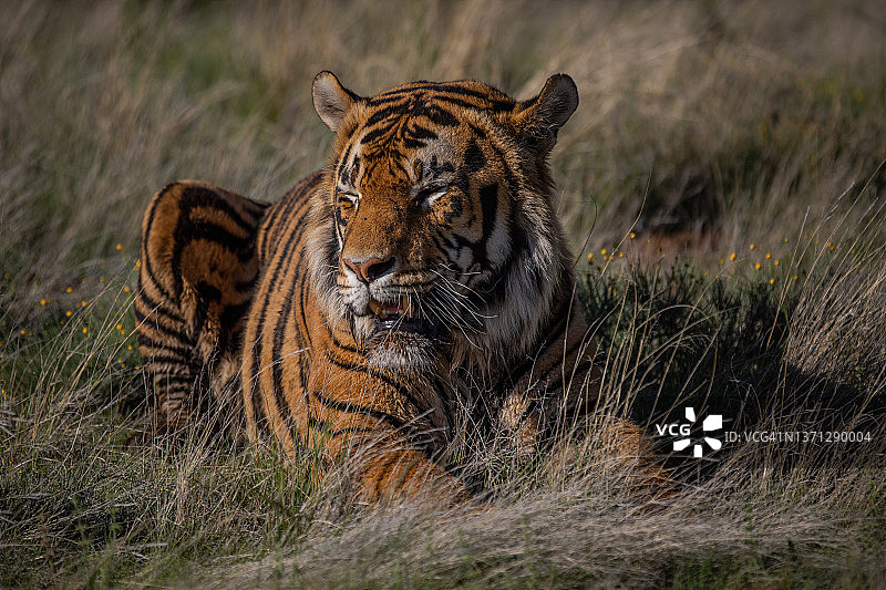 近距离拍摄的老虎躺在大草原，老虎峡谷私人狩猎保护区，自由州，南非图片素材
