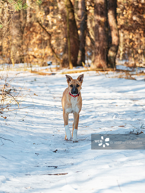 混血红毛狗呆在雪地的路上，看着镜头图片素材