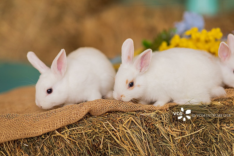 两只白兔正坐在干草上，旁边是一束蓝色和黄色的花。毛茸茸的动物,啮齿动物。复活节。象征2023年新年、圣诞节。图片素材