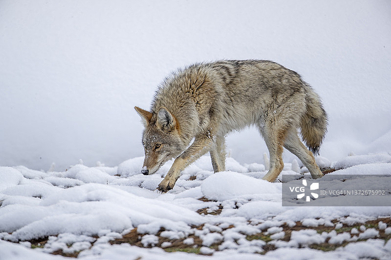 狼在冬天图片素材