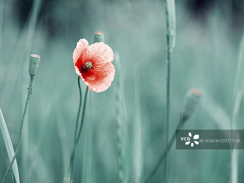 一个红色田野罂粟花淡蓝色模糊的背景图片素材