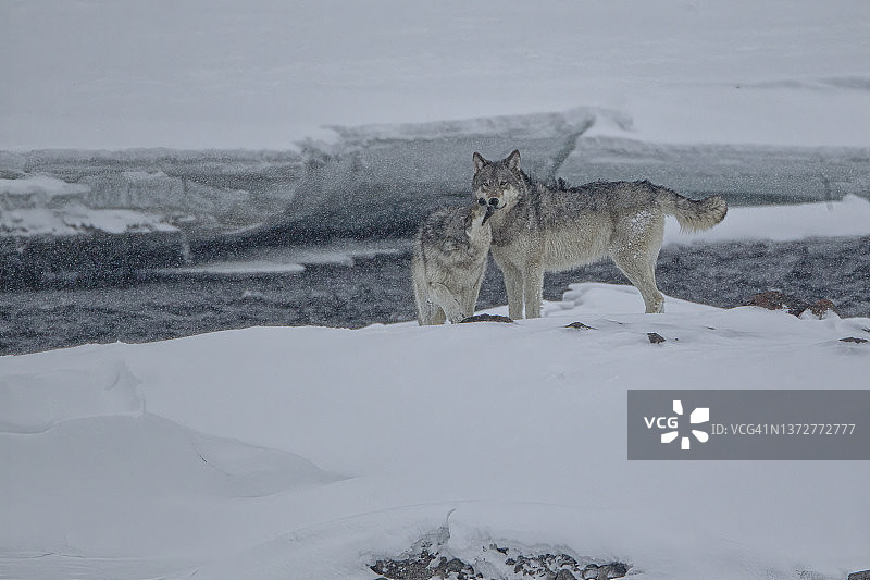 冬天的灰太狼图片素材
