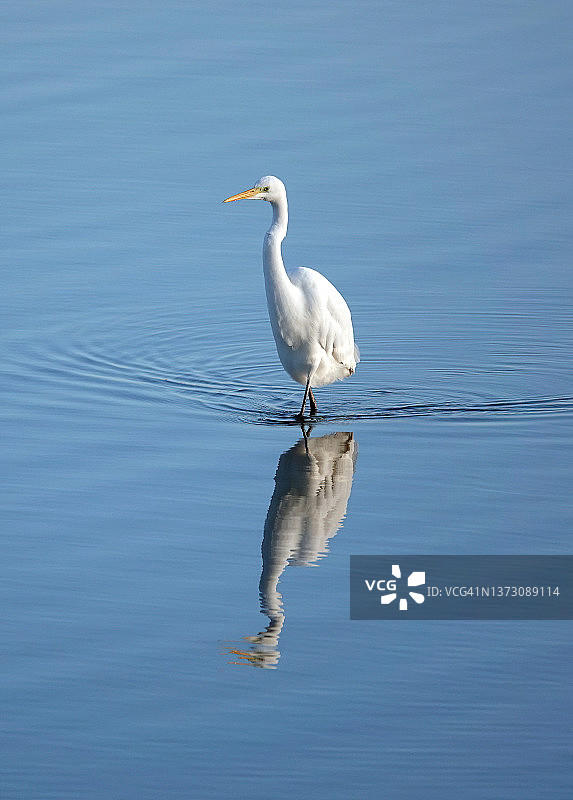在一个阳光明媚的日子里，一只大白鹭的肖像照映在蓝色的湖水里。图片素材