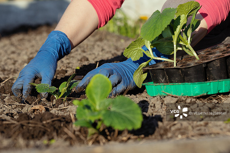 在有机菜园工作，照顾幼苗并将幼苗移栽到菜园土壤中图片素材