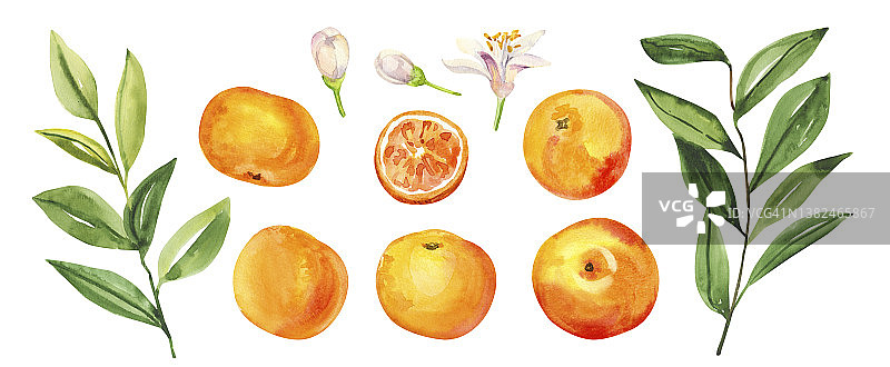 水彩手绘柑桔葡萄果、花、叶。图片素材