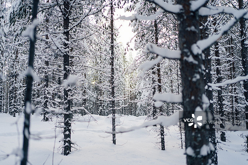 傍晚时分，松树林中有雪图片素材