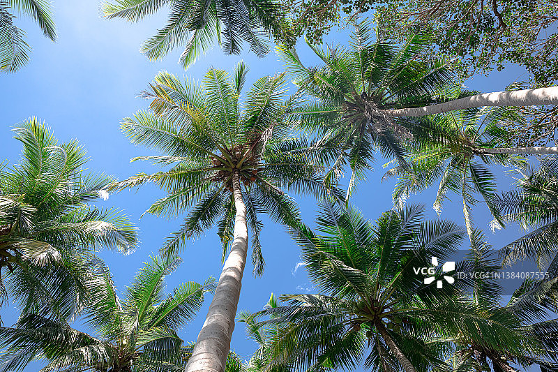 蓝天下的椰子树图片素材