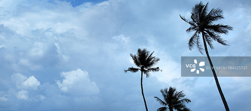 热带风暴上空高大的椰子树图片素材