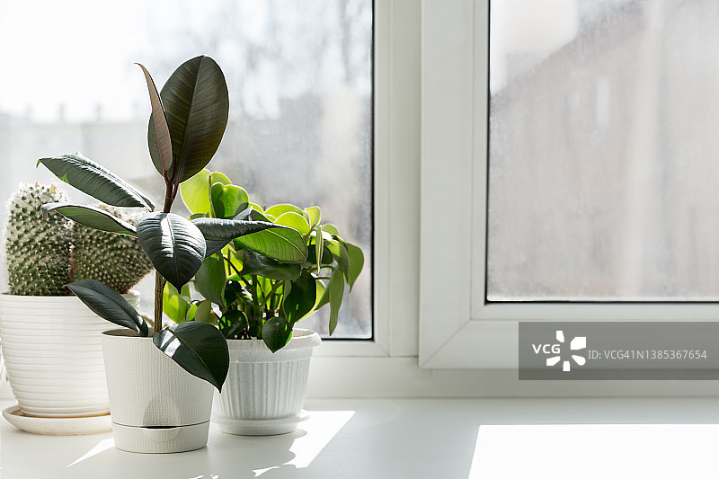 窗户上放盆栽。窗台上的盆栽植物。图片素材