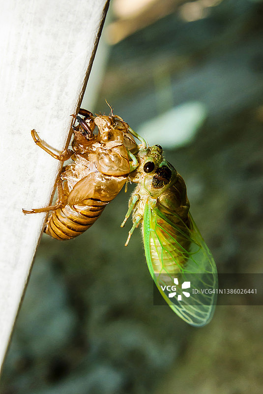蝉(Cicada orni)刚出蛹(蜕皮)图片素材