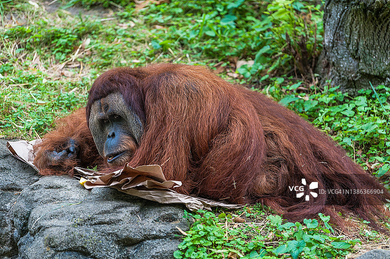 苏门答腊猩猩躺在地上的纸板和纸上图片素材