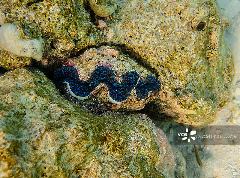 Tridacna牡蛎图片素材