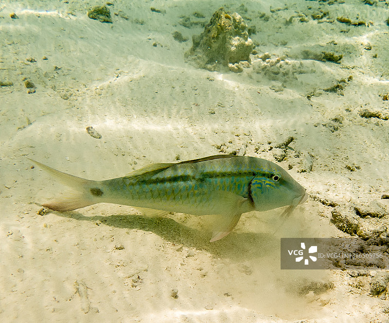 白色珊瑚沙上的热带鲻鱼。图片素材