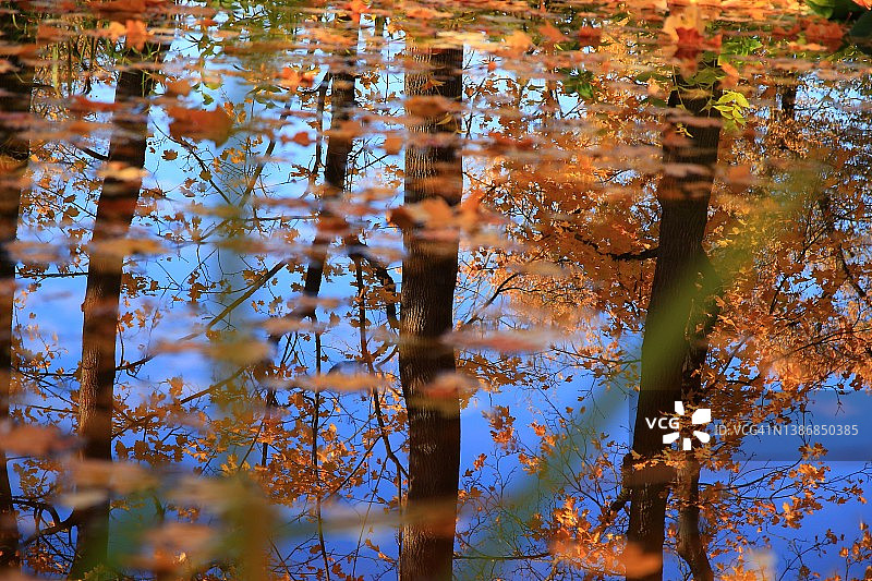 十月秋，枫叶浮在水面图片素材