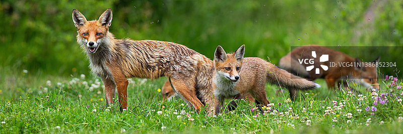 红狐一家在盛夏的绿色草地上面对镜头图片素材