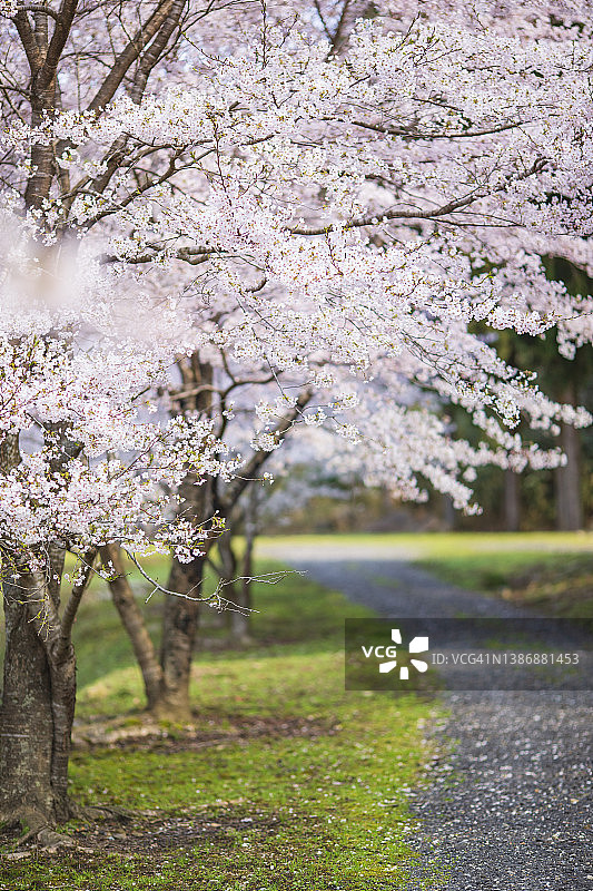 垂直构图的日本樱花。图片素材
