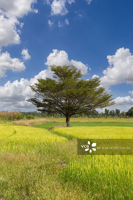 泰国绿色的稻田图片素材