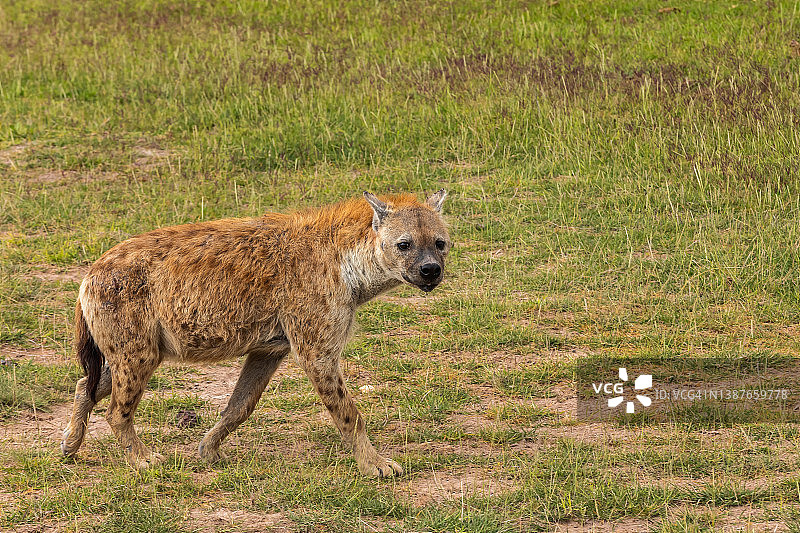 野生斑点鬣狗图片素材