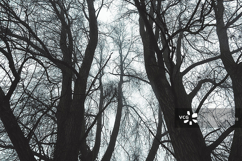 萦绕在森林中粗糙的树木之间的迷雾图片素材