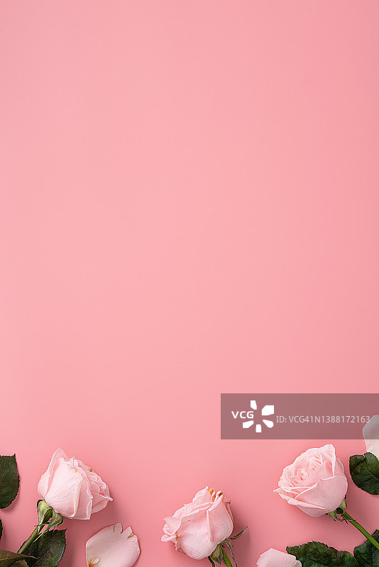 母亲节设计概念背景与粉红色的玫瑰花在粉红色的背景。图片素材