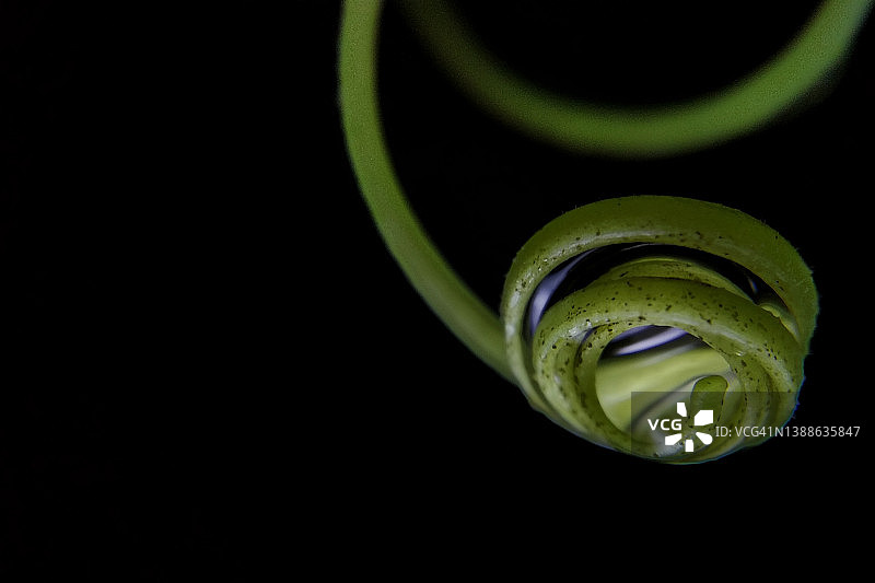 斐波那契螺旋，西米棕榈叶图片素材