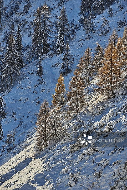欧洲落叶松(Larix decidua)，秋天被雪覆盖，奥地利萨尔茨堡的平斯高图片素材