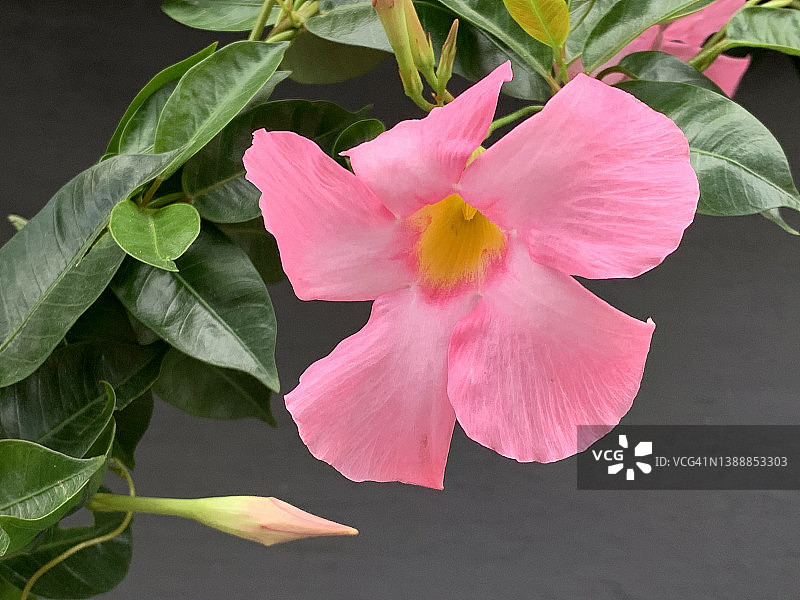 粉红花的特写图片素材