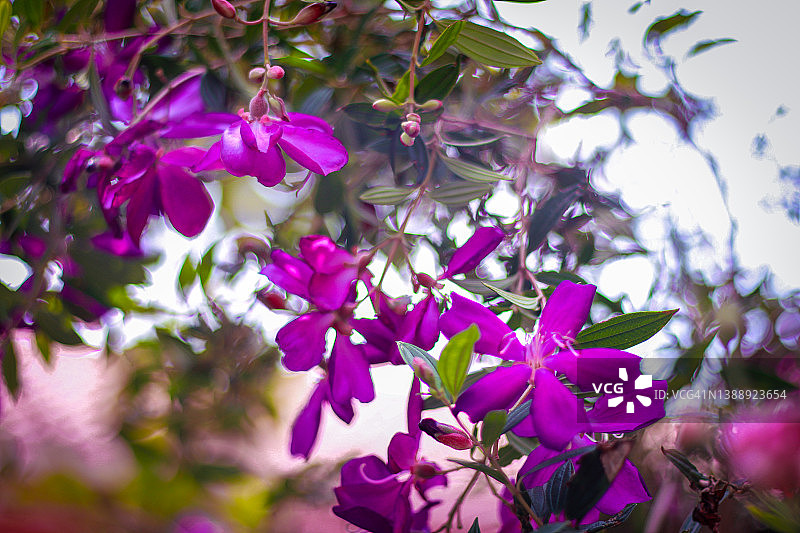 紫色的花在夏天的中午。图片素材