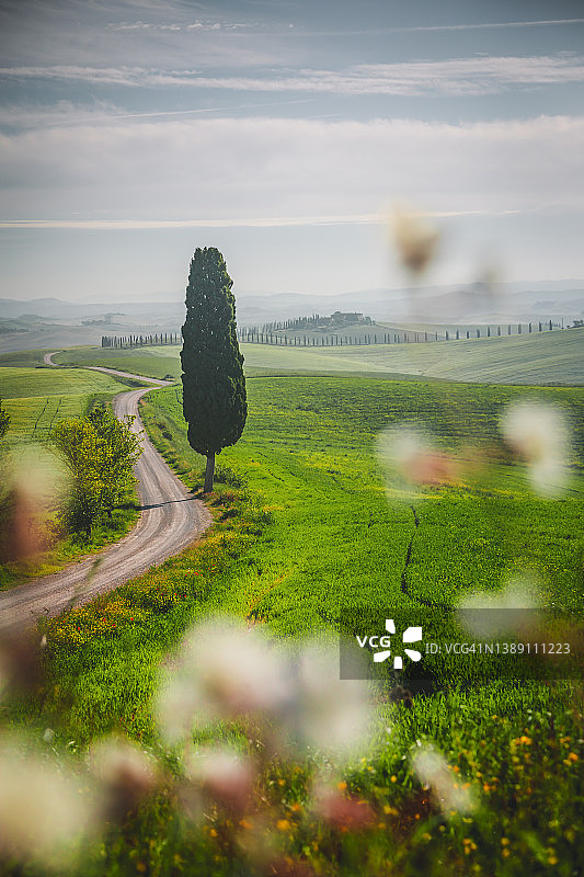 意大利托斯卡纳风景与柏树环抱的绿色山丘，欧洲图片素材