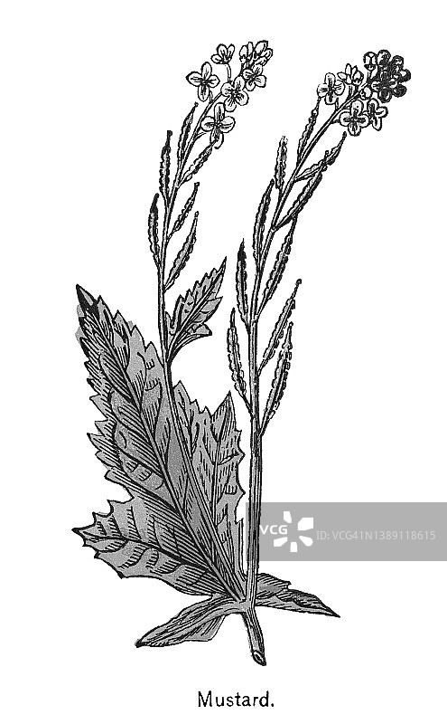 芥菜科、十字花科或十字花科植物的旧彩色版画插图图片素材