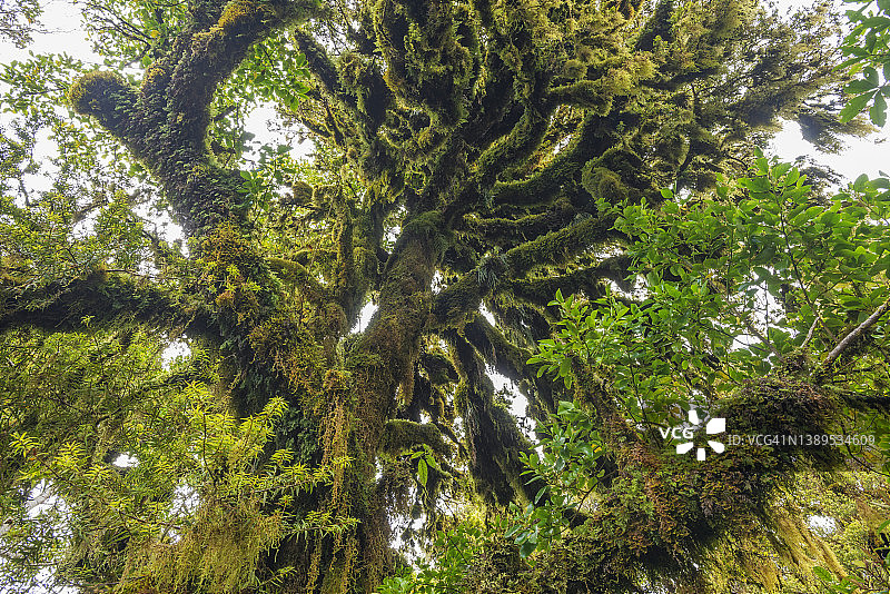 埃格蒙特国家公园的森林(雨林)，覆盖着苔藓的树木，塔拉纳基山。塔拉纳基山，埃格蒙特国家公园，塔拉纳基，北岛新西兰，新西兰，大洋洲。图片素材