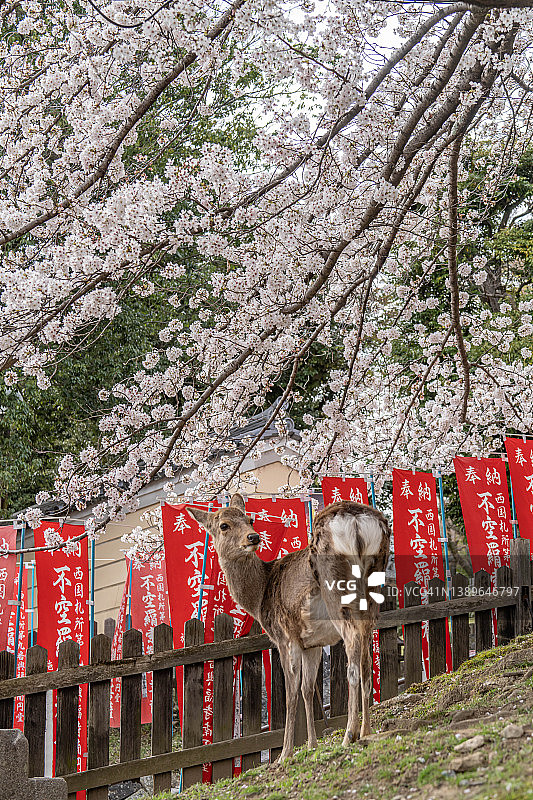 日本奈良市樱花下的一只野鹿图片素材