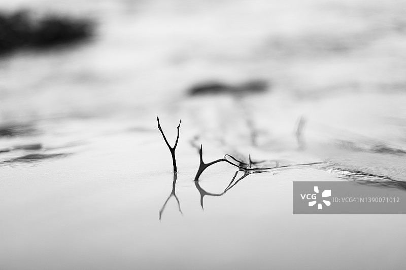 海草反射在湿沙，低潮海滩，黑白图片素材