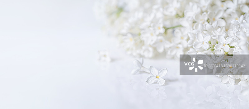春天的背景与盛开的白色丁香花枝在光滑的白色表面图片素材
