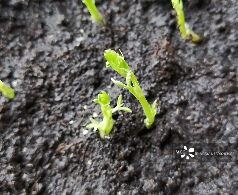 一棵绿豌豆的新芽被从地里打了出来。绿豌豆芽颜色鲜艳。图片素材