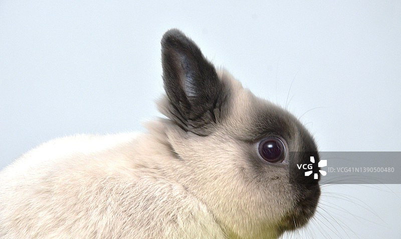 宠物兔子图片素材