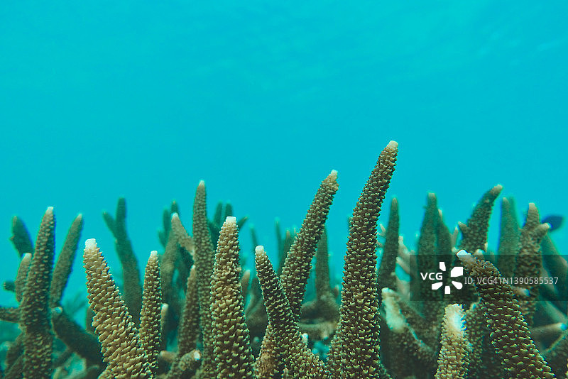 鹿角珊瑚或分支珊瑚，前景是鹿角珊瑚，背景是清澈的海水，图片素材