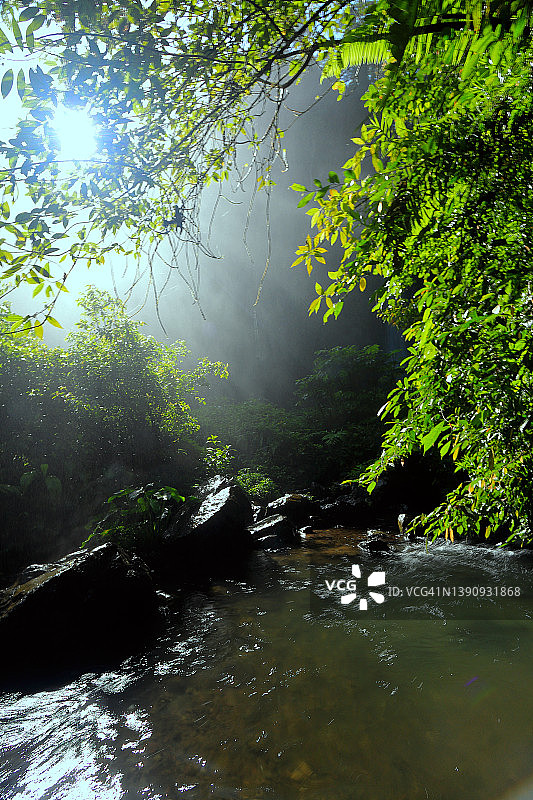 热带雨林的风景图片素材