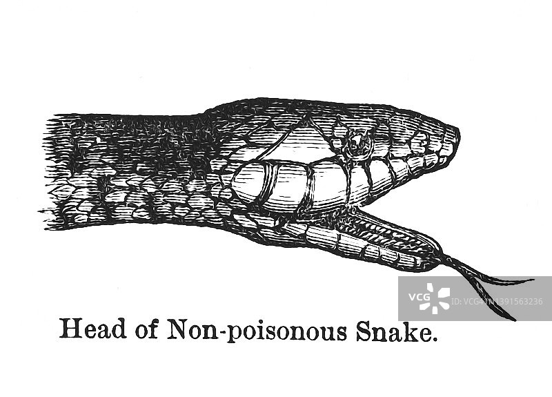 无毒蛇头的旧插图图片素材